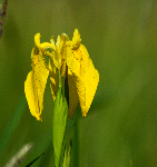 Schwertlilie am Bauernsee