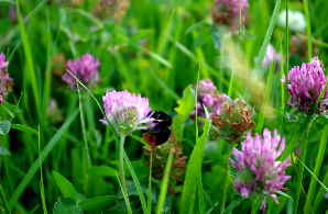 Hummel Bauernsee