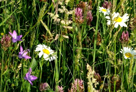 Detail Kruterwiesen